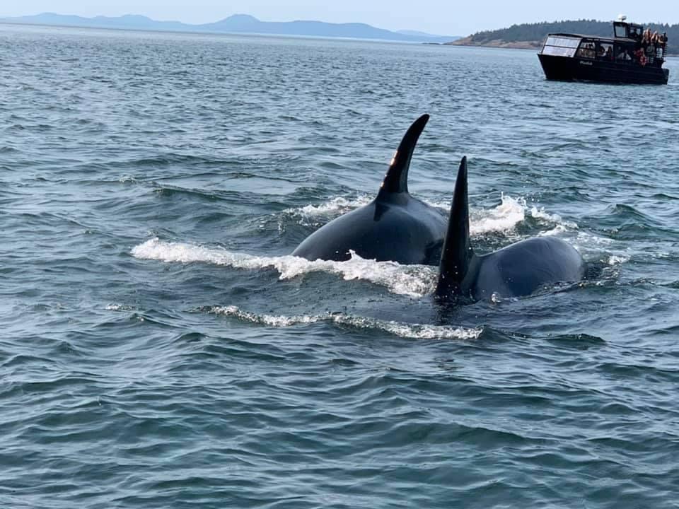 Orcas in San Juan Islands, WA