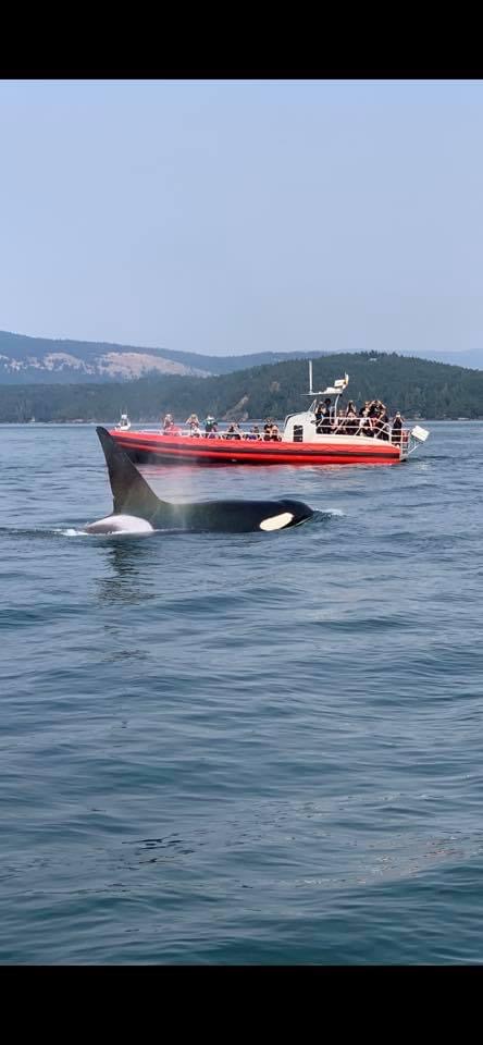 Orcas in San Juan Islands, WA