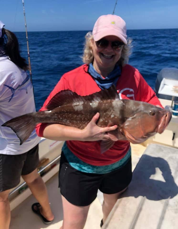 Grouper Sarasota, FL