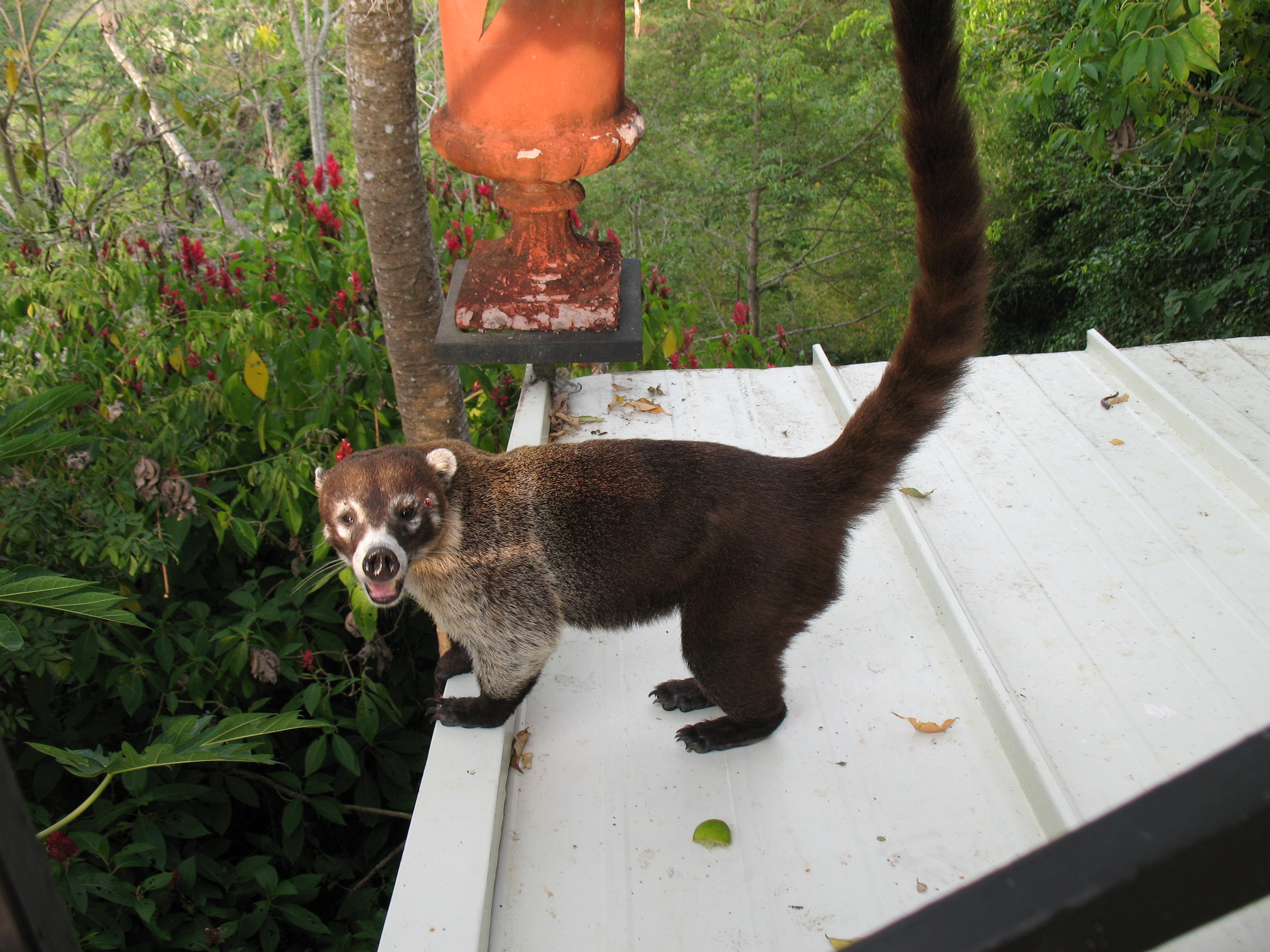 Costa Rica Manul named Antonio